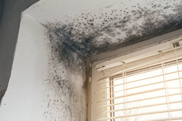 Trusted Mold Inspection service in Garrett, WA - Cheap Mold Removal